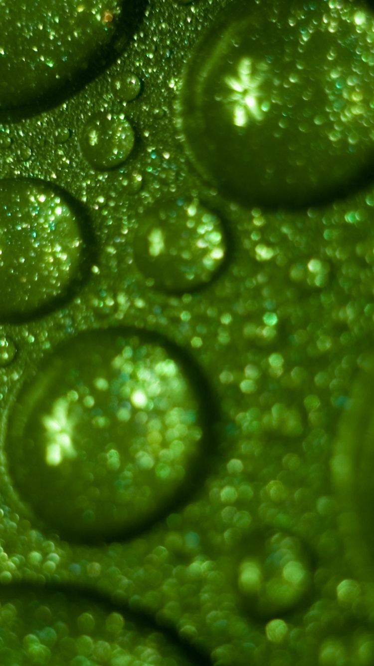 Обои зеленый, вода, падение, роса, влага в разрешении 750x1334