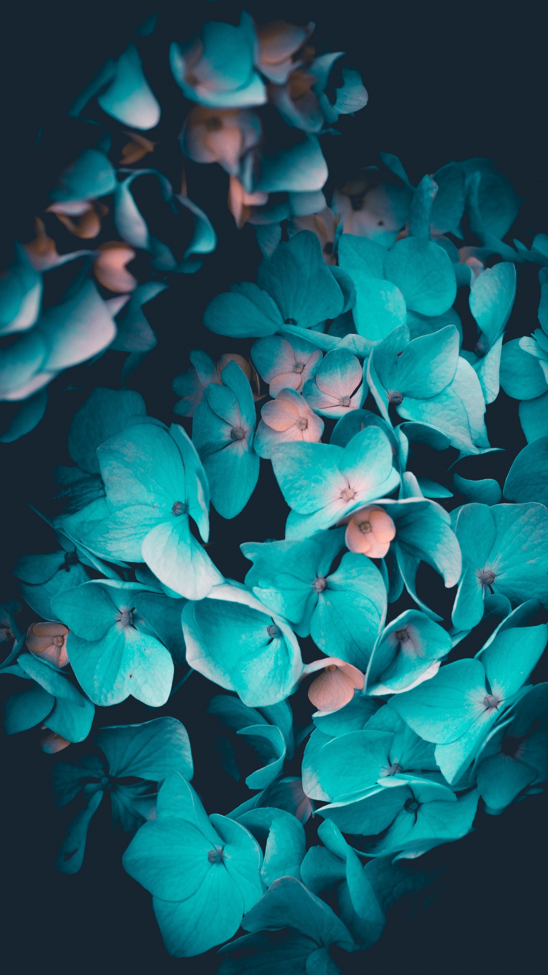Обои цветок, синий, лепесток, Аква, бирюза в разрешении 1080x1920