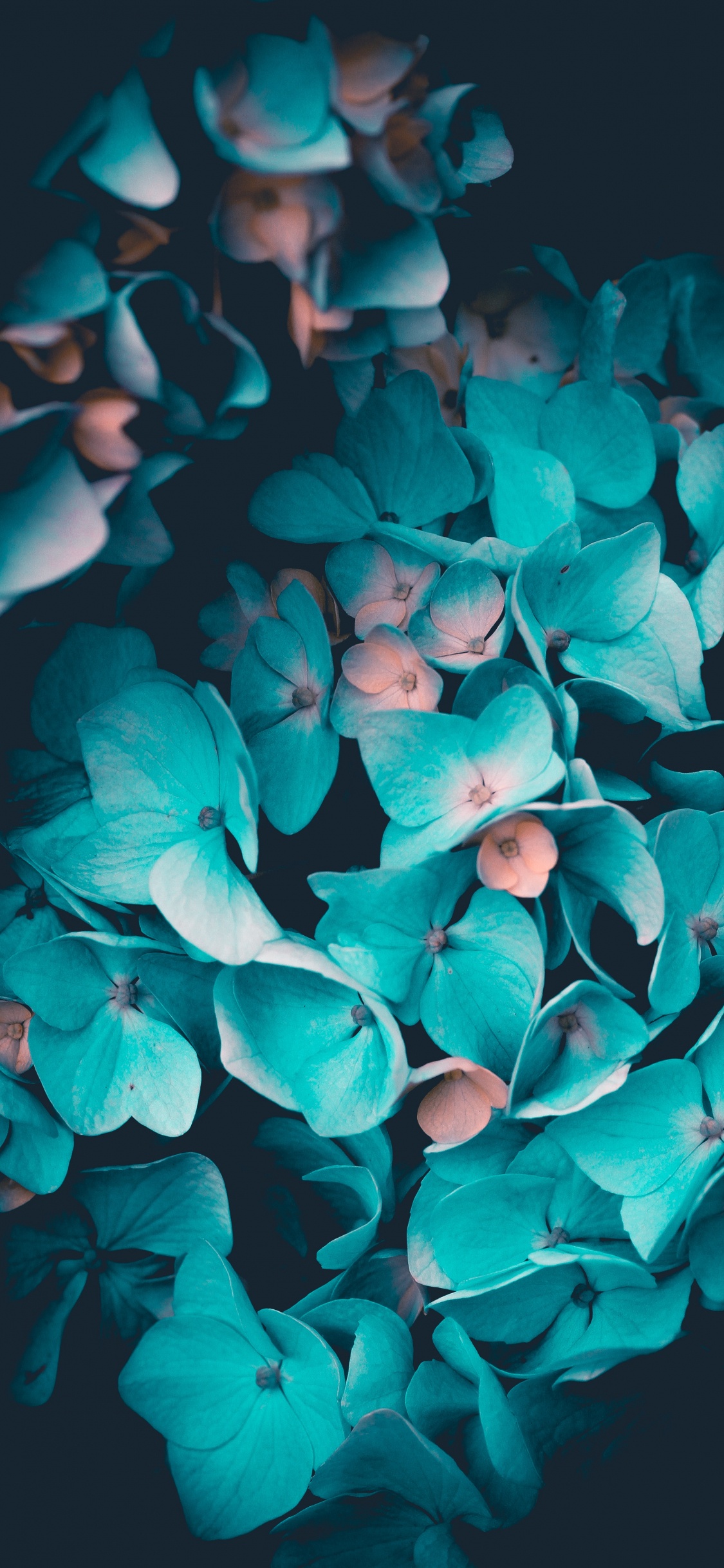 Обои цветок, синий, лепесток, Аква, бирюза в разрешении 1125x2436