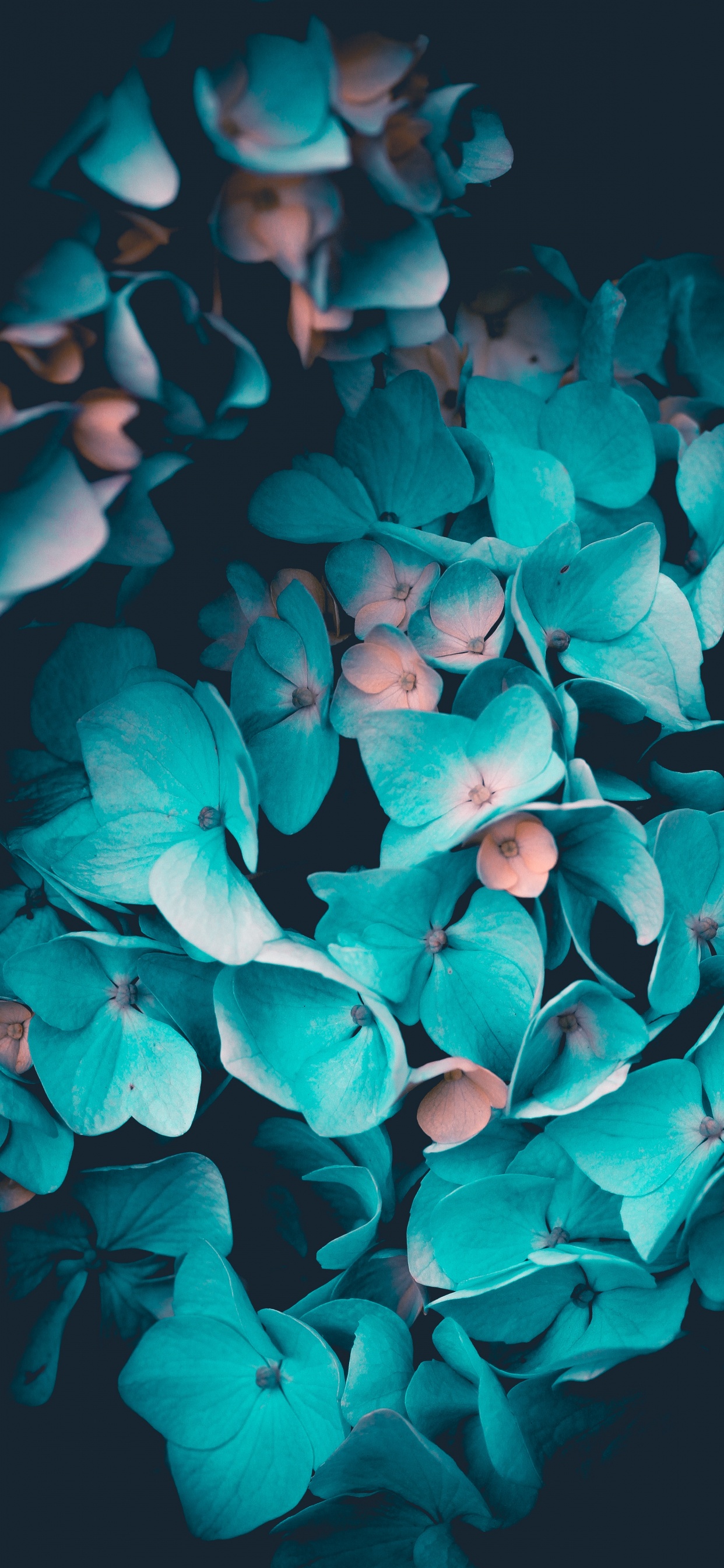 Обои цветок, синий, лепесток, Аква, бирюза в разрешении 1242x2688