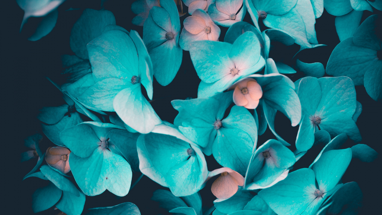 Обои цветок, синий, лепесток, Аква, бирюза в разрешении 1280x720