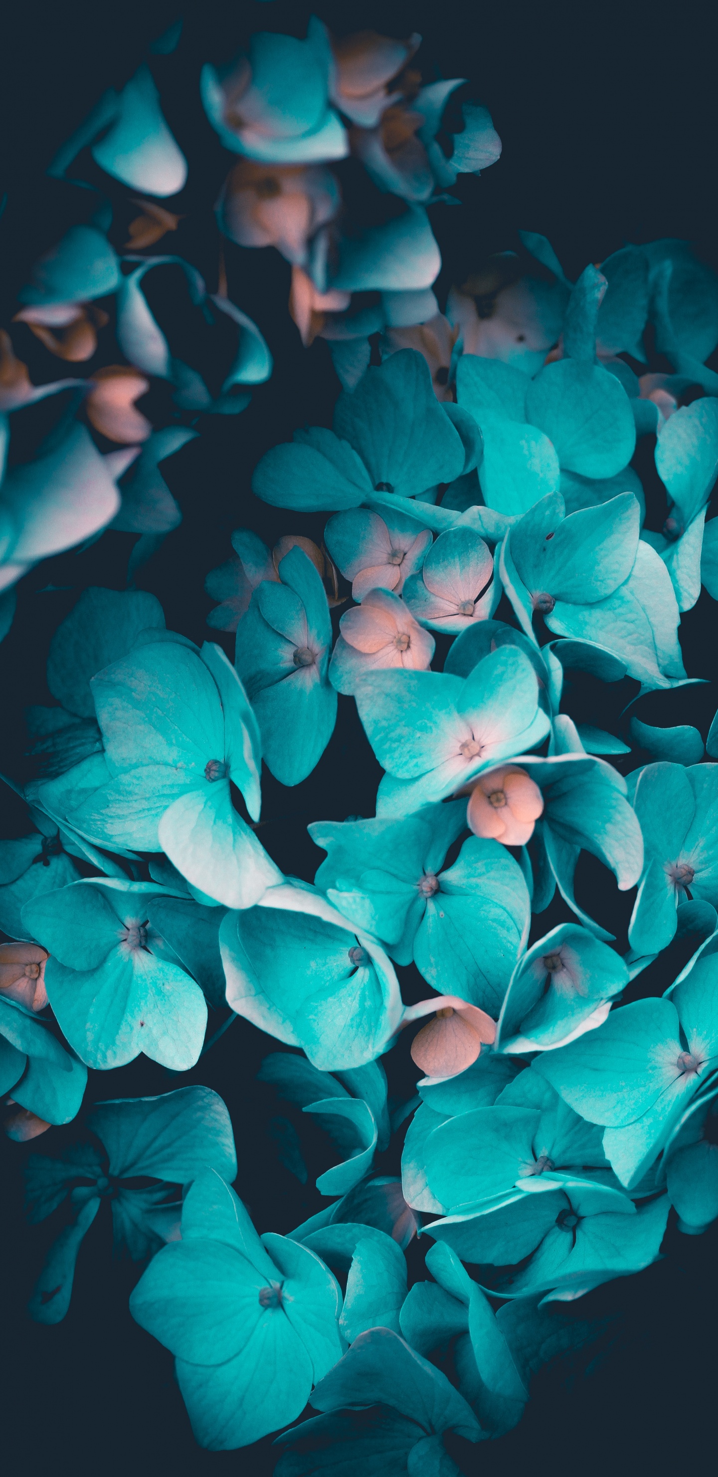 Обои цветок, синий, лепесток, Аква, бирюза в разрешении 1440x2960