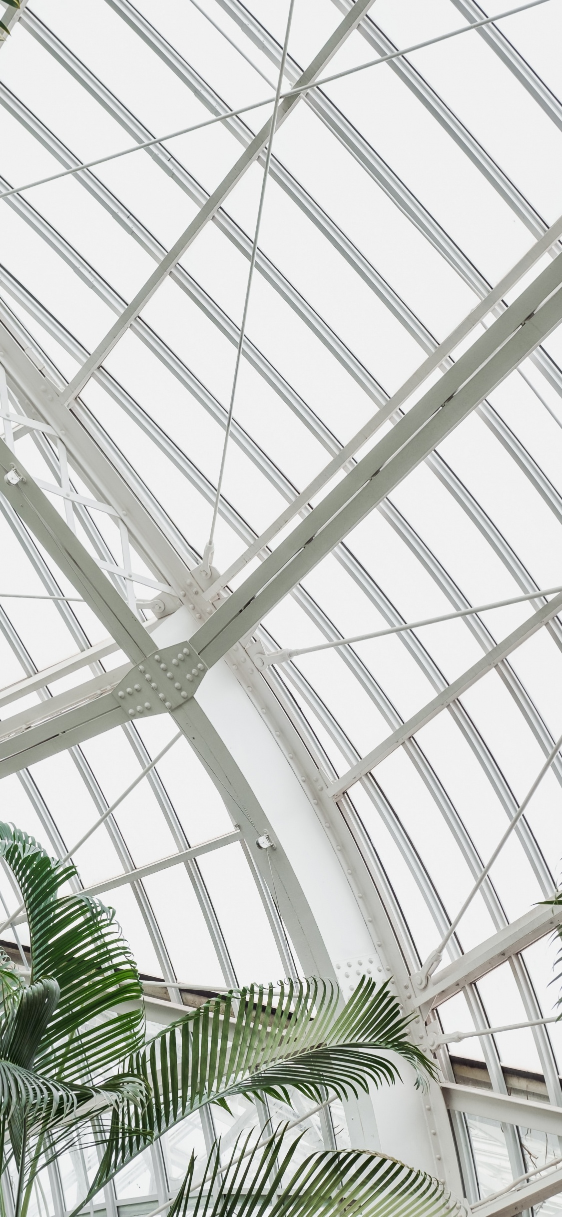 Обои пальмовые рощи, теплица, дневное освещение, архитектура, дерево в разрешении 1125x2436