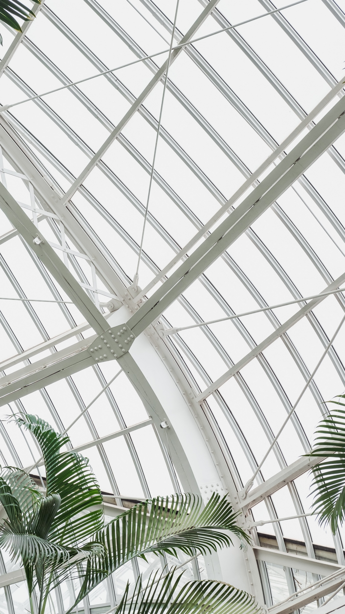 Обои пальмовые рощи, теплица, дневное освещение, архитектура, дерево в разрешении 1440x2560