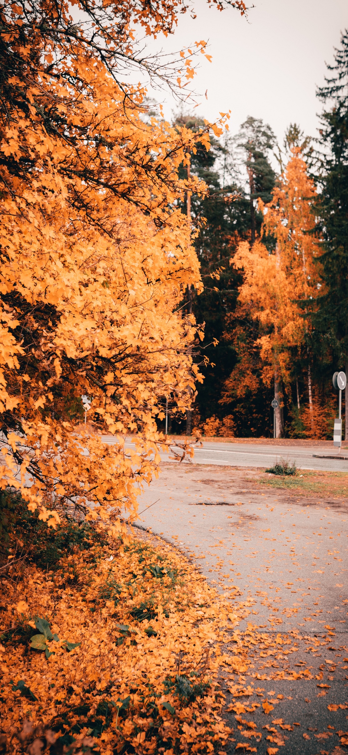 Обои природа, дерево, лист, природный ландшафт, осень в разрешении 1125x2436