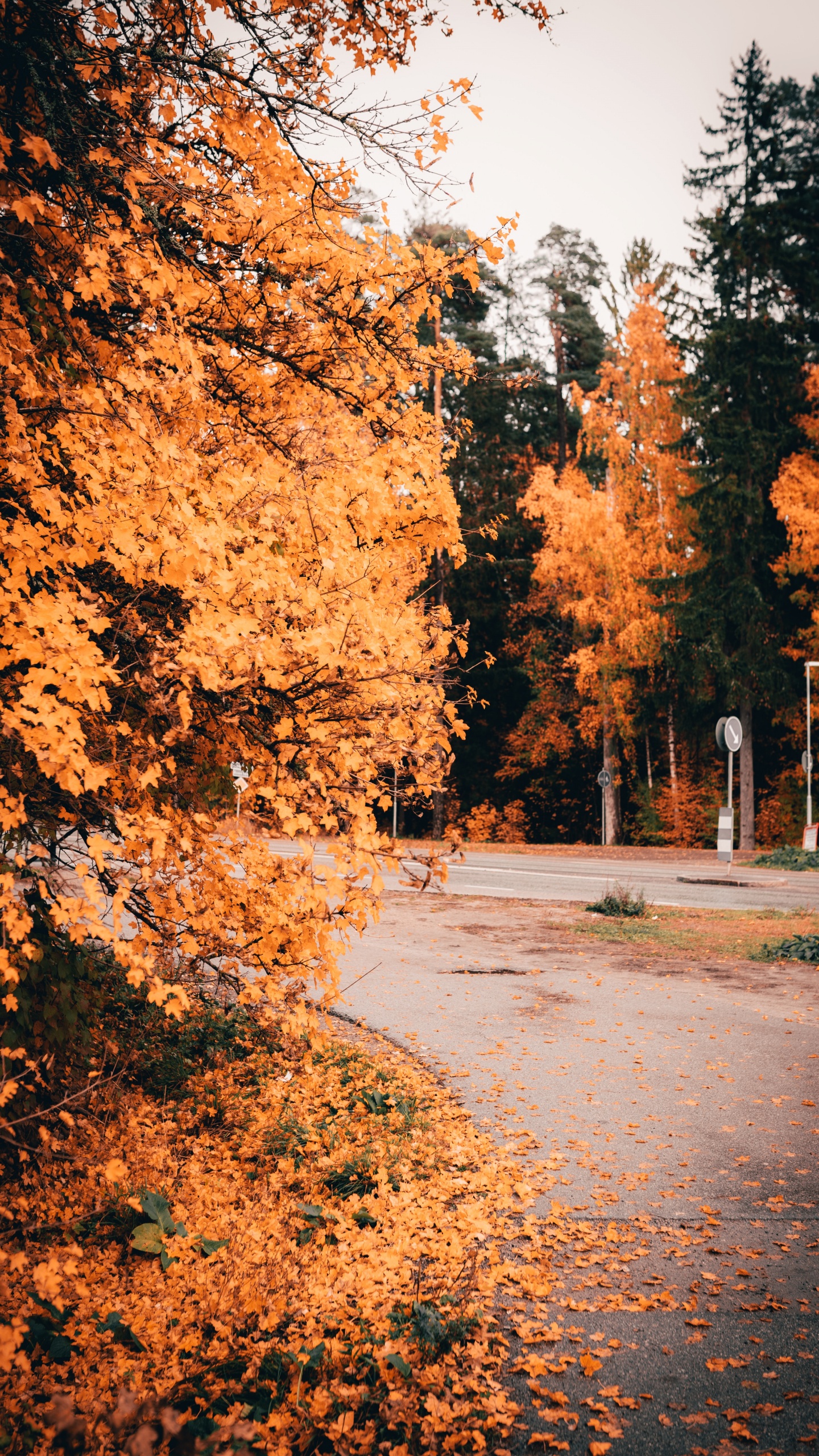 Обои природа, дерево, лист, природный ландшафт, осень в разрешении 1440x2560