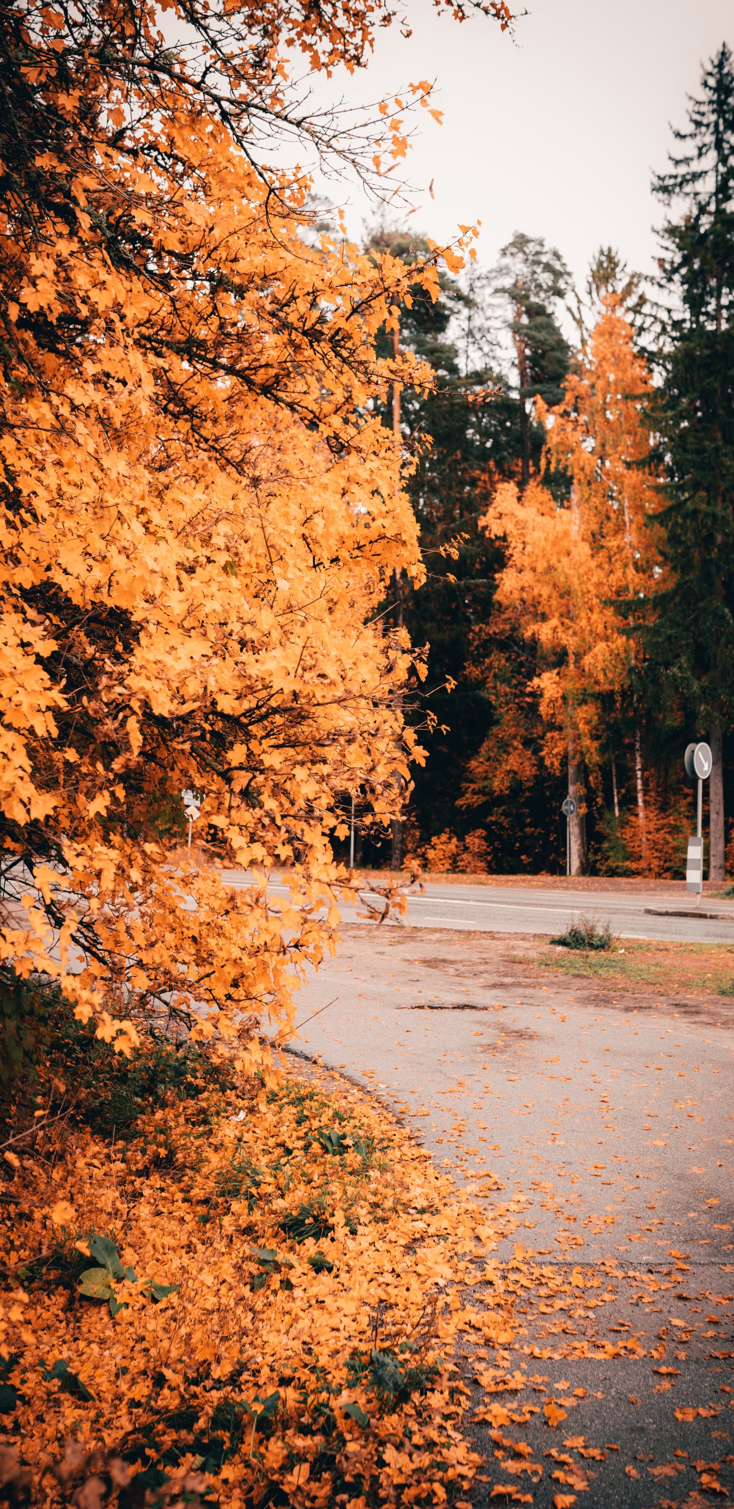 Обои природа, дерево, лист, природный ландшафт, осень в разрешении 1440x2960