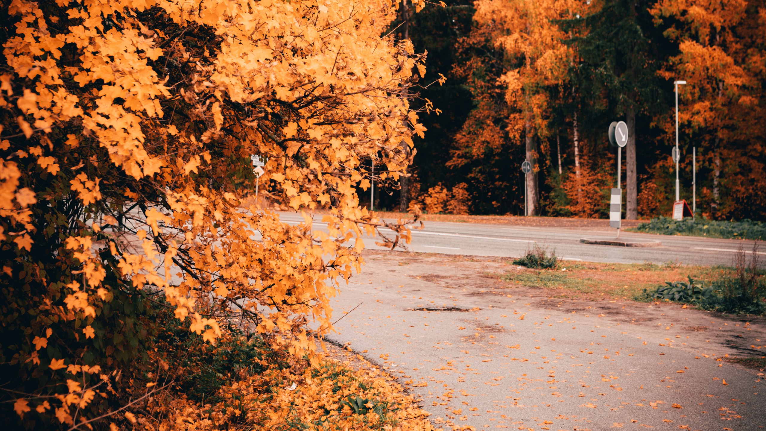 Обои природа, дерево, лист, природный ландшафт, осень в разрешении 2560x1440