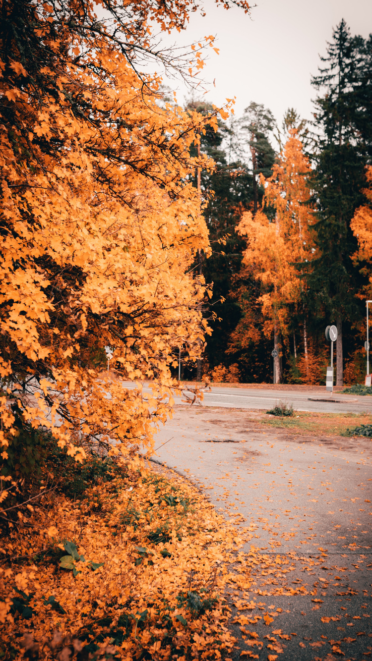 Обои природа, дерево, лист, природный ландшафт, осень в разрешении 750x1334