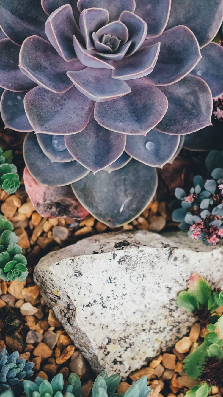 Обои суккулент, кактус, рассада, Эхеверий, цветок в разрешении 750x1334