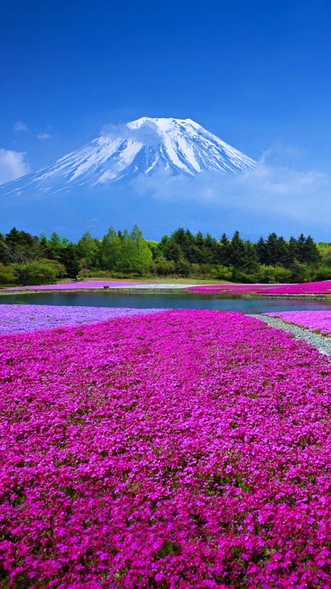 Обои природа, цветок, пурпур, лаванда, поле в разрешении 1080x1920