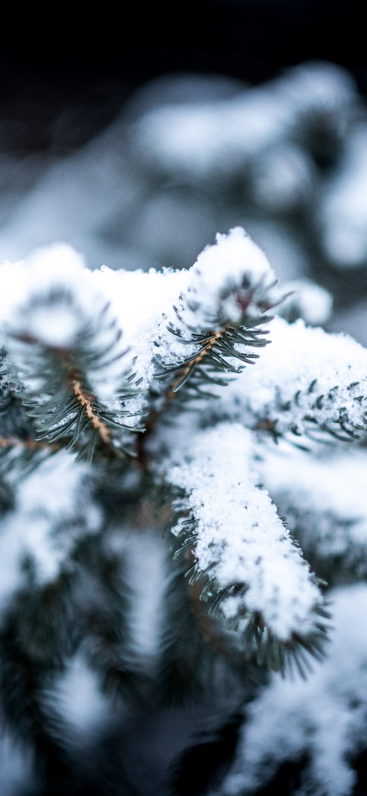 Обои зима, лучший аромат на снегу, снег, добро, снежная буря в разрешении 1242x2688
