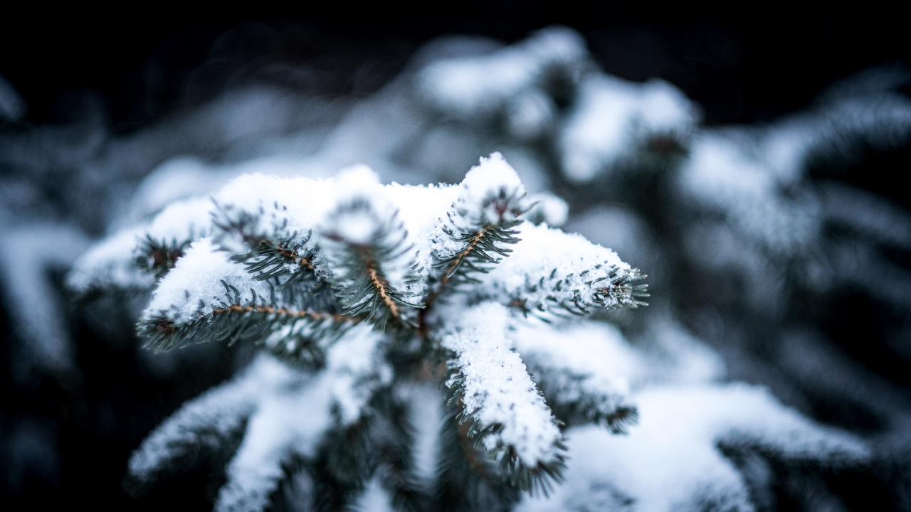 Обои зима, лучший аромат на снегу, снег, добро, снежная буря в разрешении 1280x720