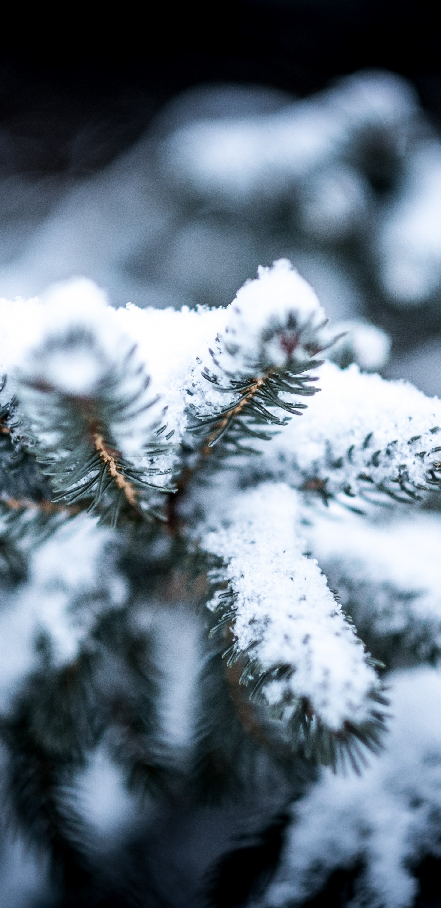 Обои зима, лучший аромат на снегу, снег, добро, снежная буря в разрешении 1440x2960