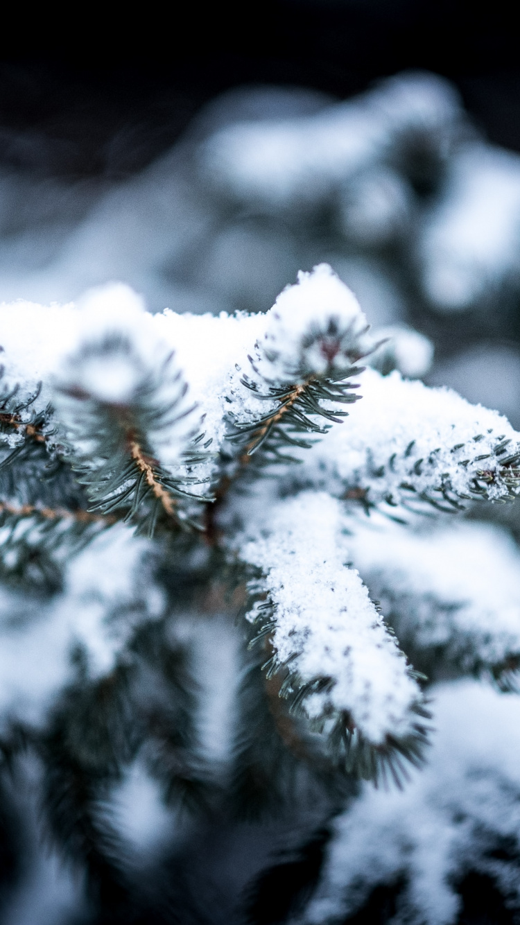 Обои зима, лучший аромат на снегу, снег, добро, снежная буря в разрешении 750x1334