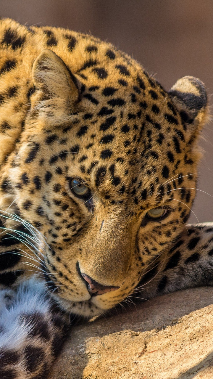 Обои Леопард, наземные животные, живая природа, Ягуар, кошачьих в разрешении 720x1280