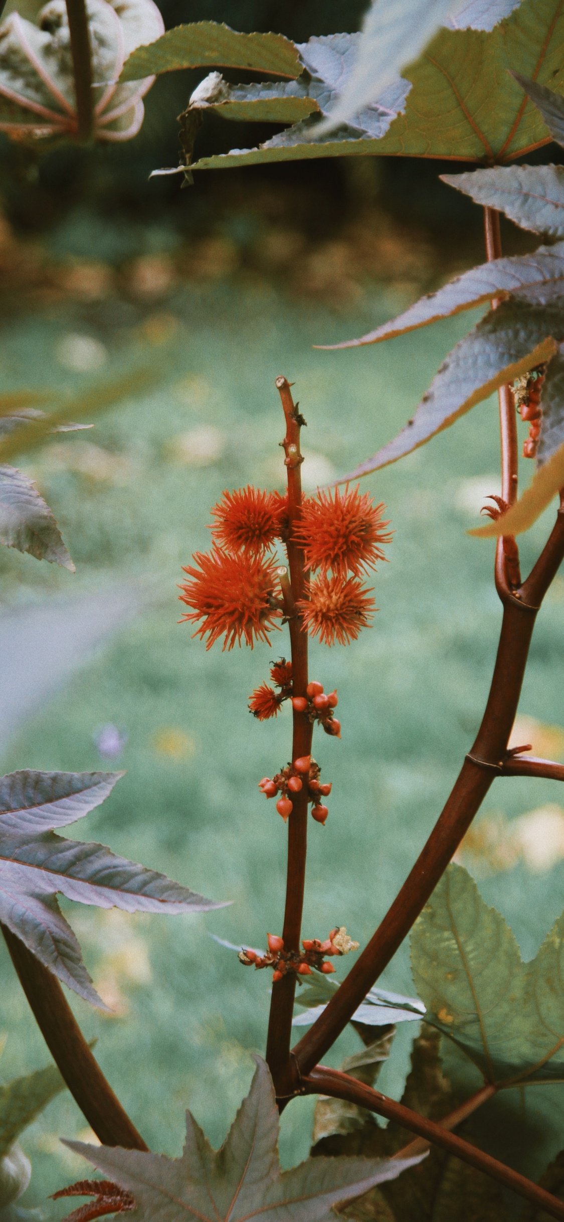 Обои растительность, цветковое растение, стебель растения, цветок, растение в разрешении 1125x2436