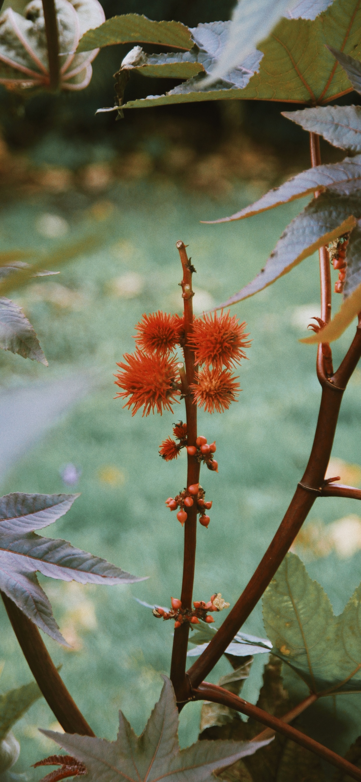 Обои растительность, цветковое растение, стебель растения, цветок, растение в разрешении 1242x2688