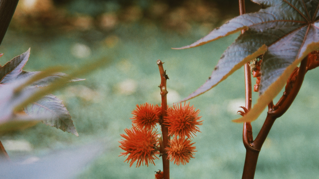 Обои растительность, цветковое растение, стебель растения, цветок, растение в разрешении 1280x720