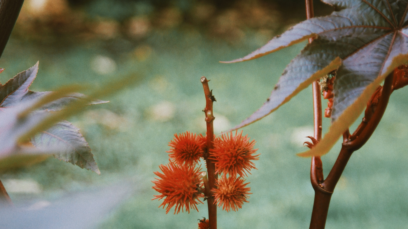 Обои растительность, цветковое растение, стебель растения, цветок, растение в разрешении 1366x768