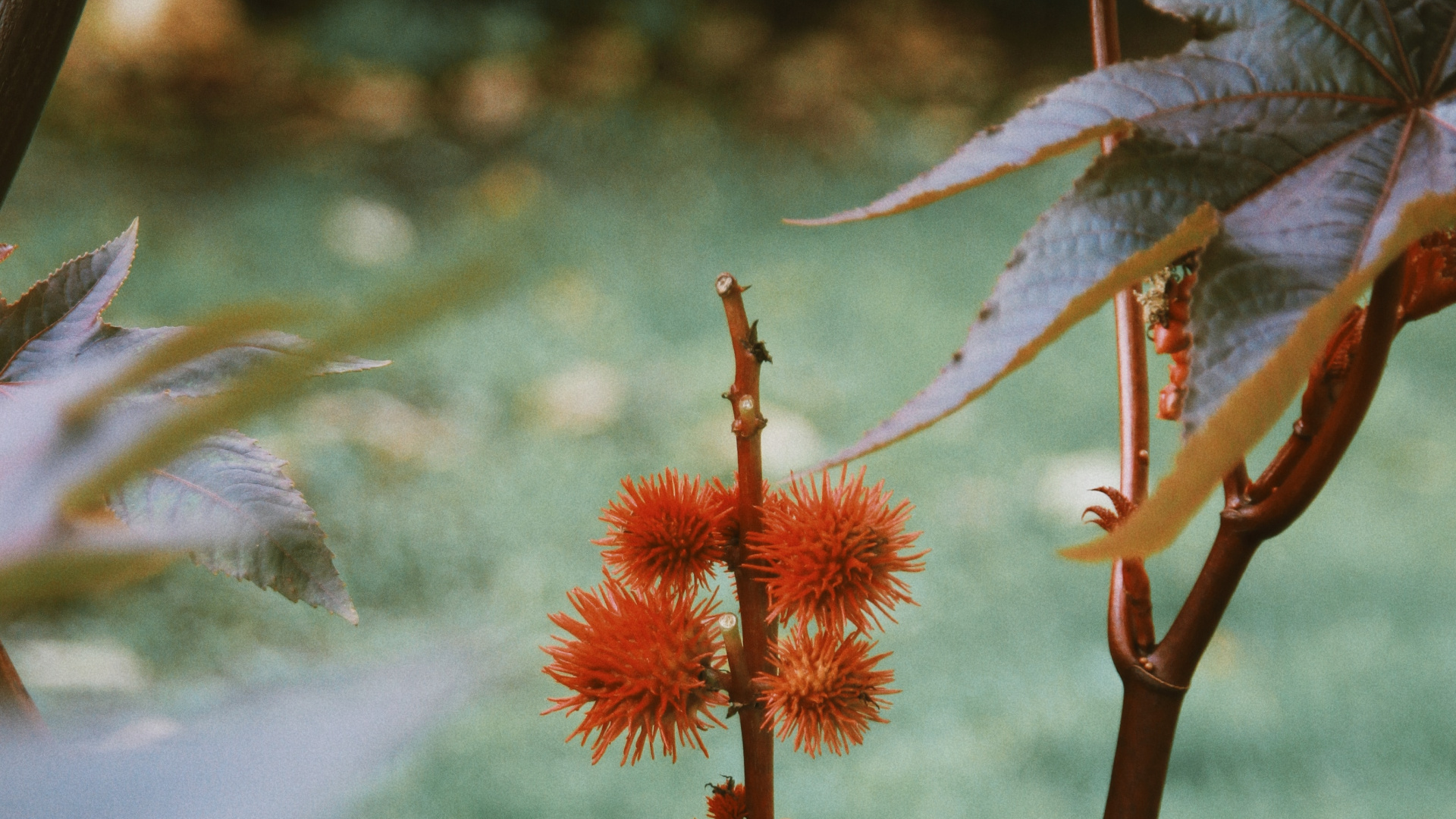 Обои растительность, цветковое растение, стебель растения, цветок, растение в разрешении 1920x1080