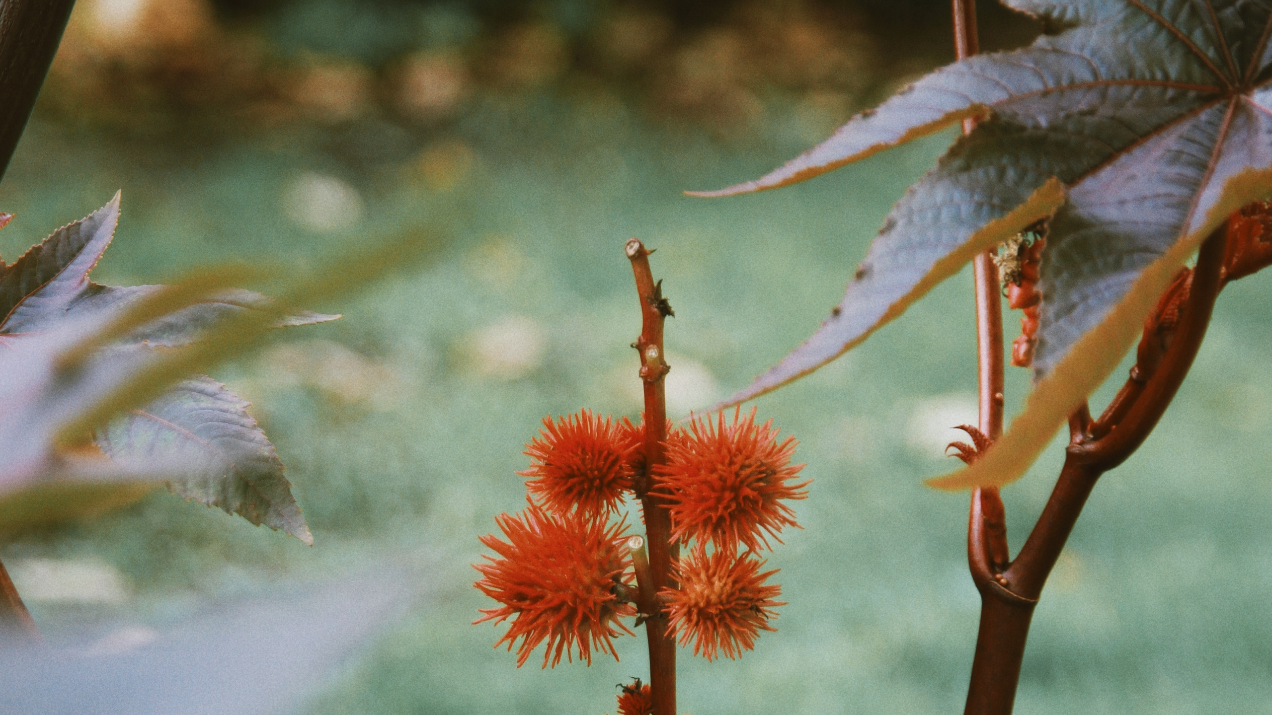 Обои растительность, цветковое растение, стебель растения, цветок, растение в разрешении 2560x1440