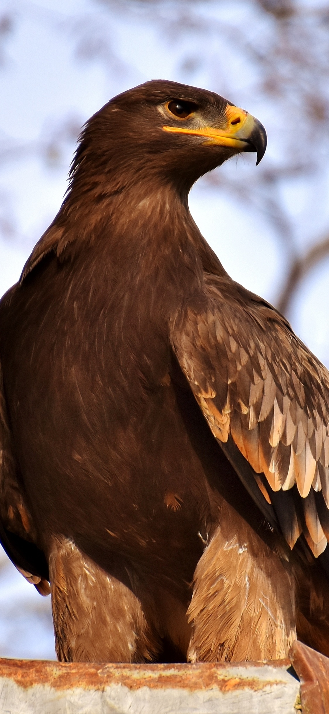 Обои Орел, золотой Орел, белоголовый Орлан, хищная птица, ястреб в разрешении 1125x2436