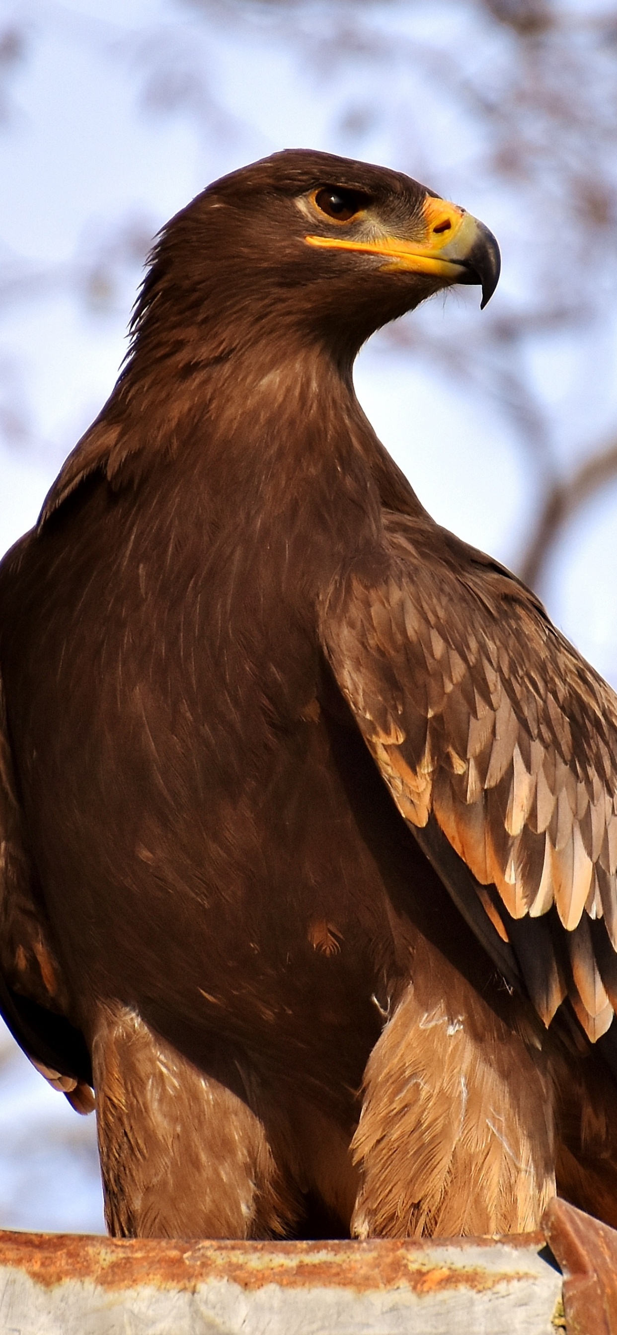 Обои Орел, золотой Орел, белоголовый Орлан, хищная птица, ястреб в разрешении 1242x2688
