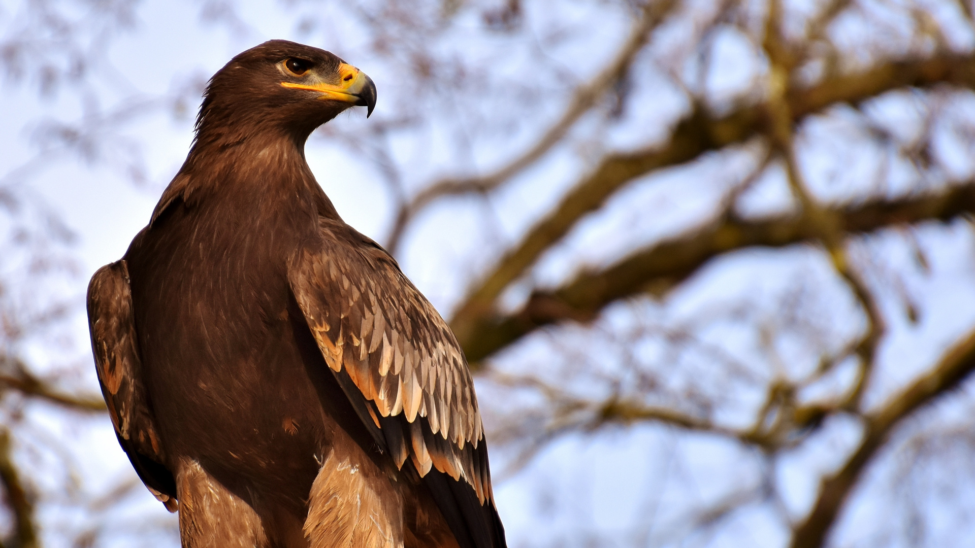 Обои Орел, золотой Орел, белоголовый Орлан, хищная птица, ястреб в разрешении 1920x1080