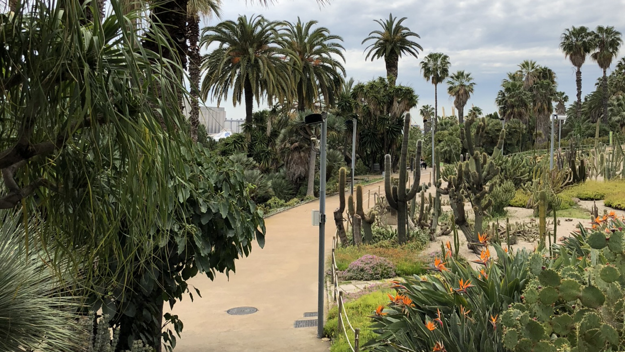 Обои растительность, пальмовые рощи, дерево, древесные растения, сад в разрешении 1280x720