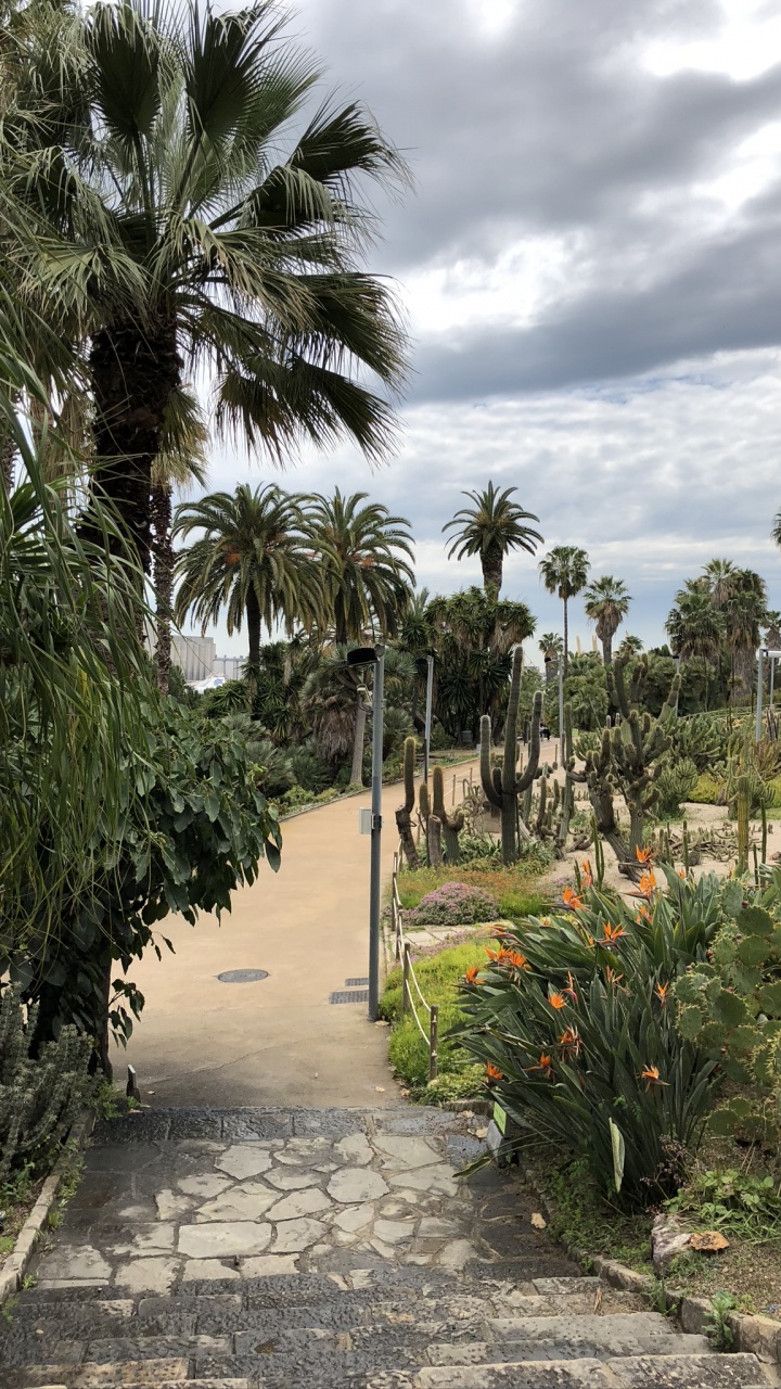 Обои растительность, пальмовые рощи, дерево, древесные растения, сад в разрешении 720x1280