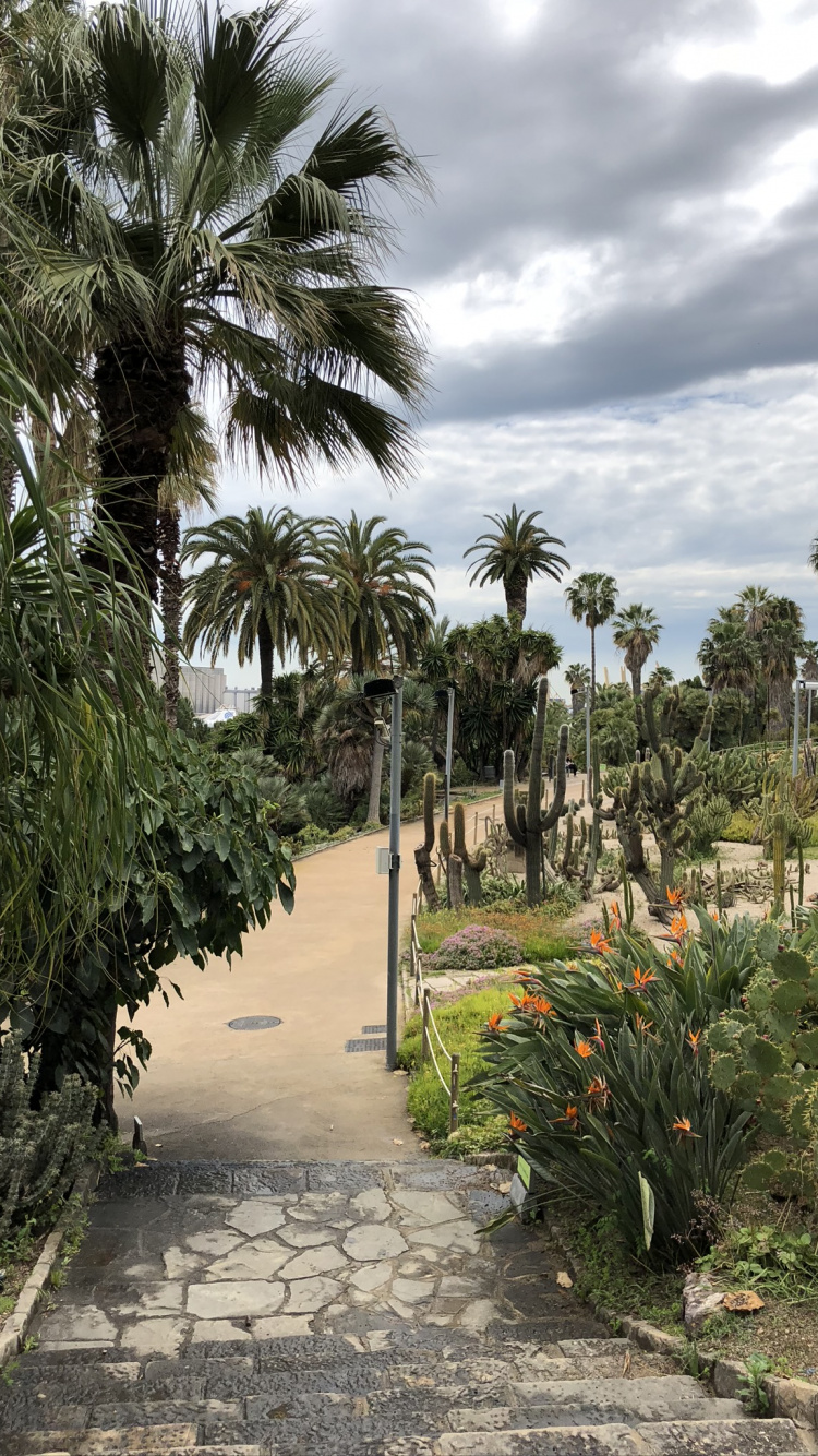 Обои растительность, пальмовые рощи, дерево, древесные растения, сад в разрешении 750x1334