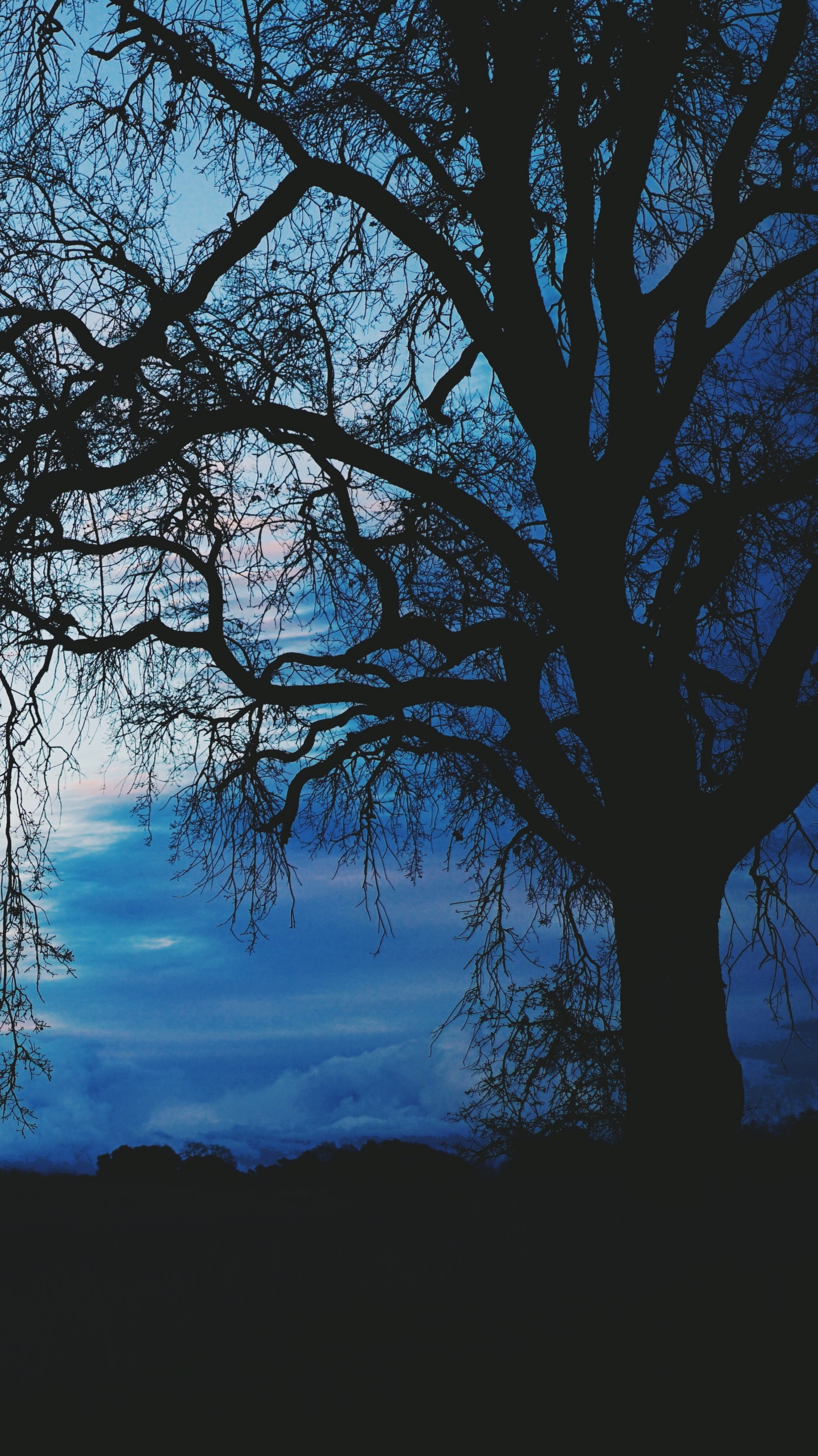 Обои синий, дерево, природа, природный ландшафт, облако в разрешении 1440x2560