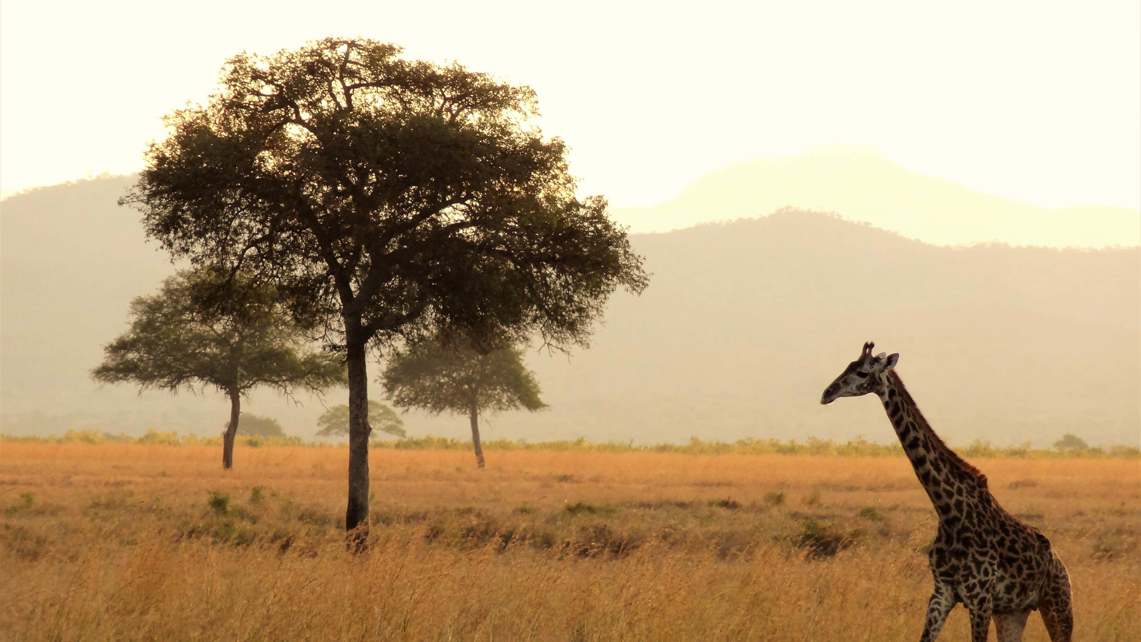 Обои путешествие, туризм, сафари, Жираф, живая природа в разрешении 3840x2160