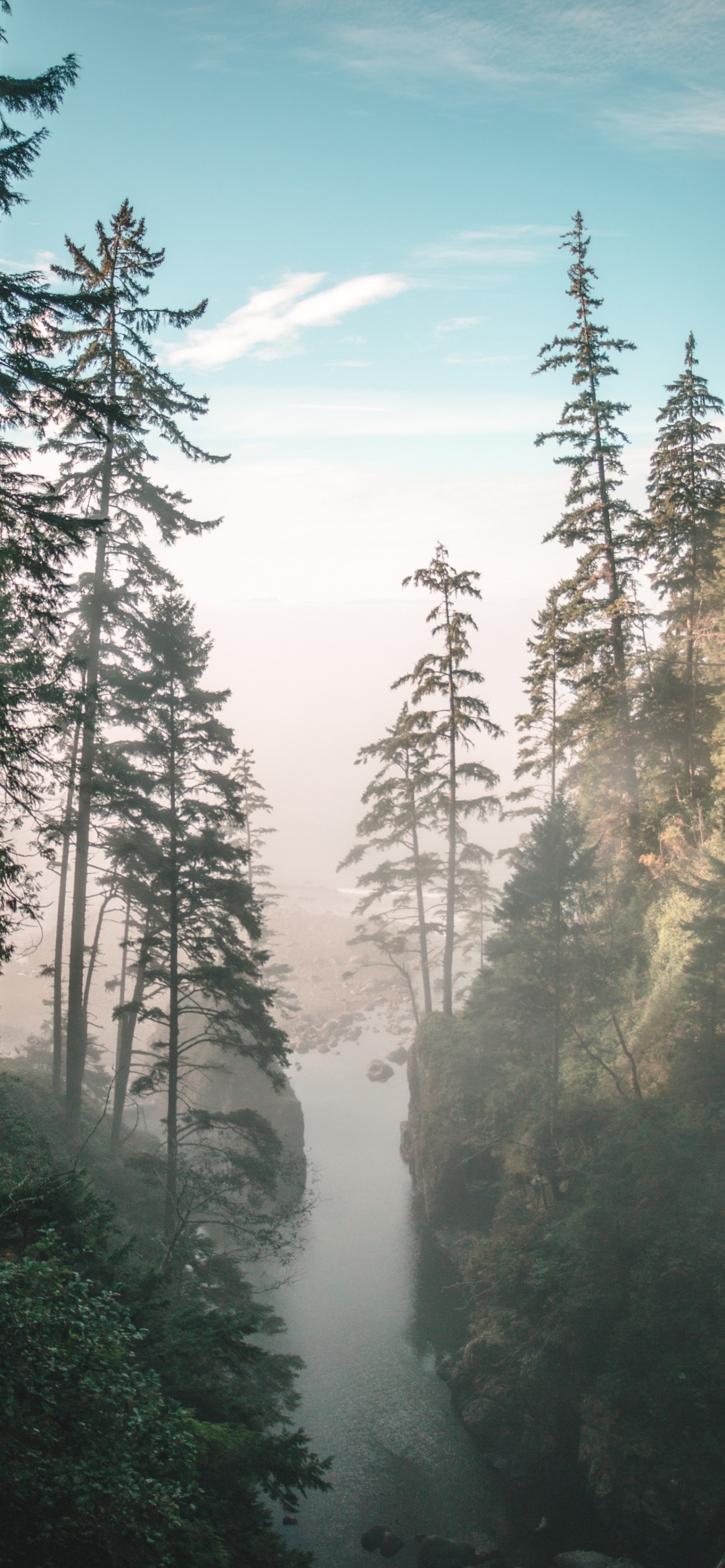 Обои дерево, природа, лес, окружающая среда, биом в разрешении 1242x2688