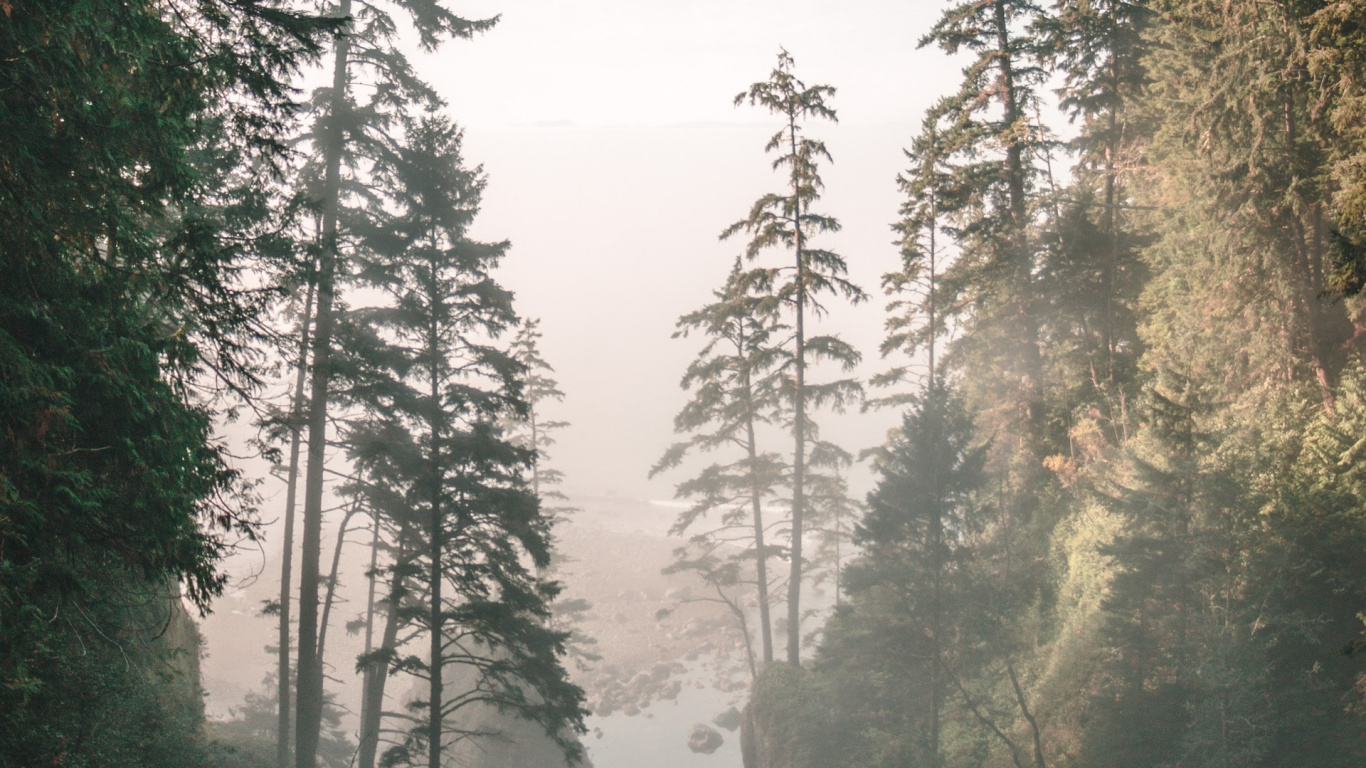 Обои дерево, природа, лес, окружающая среда, биом в разрешении 1366x768