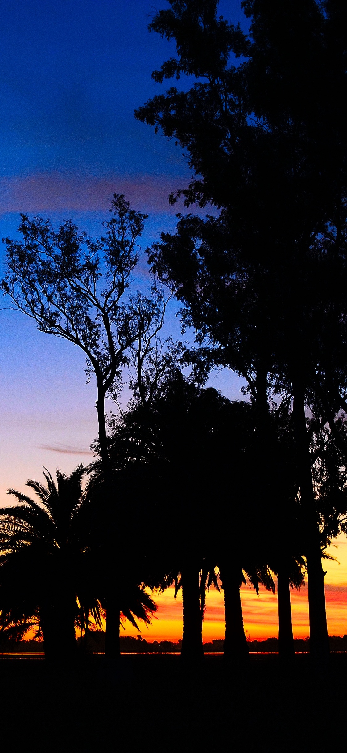 Обои закат, дерево, природа, сумрак, Пальма в разрешении 1125x2436