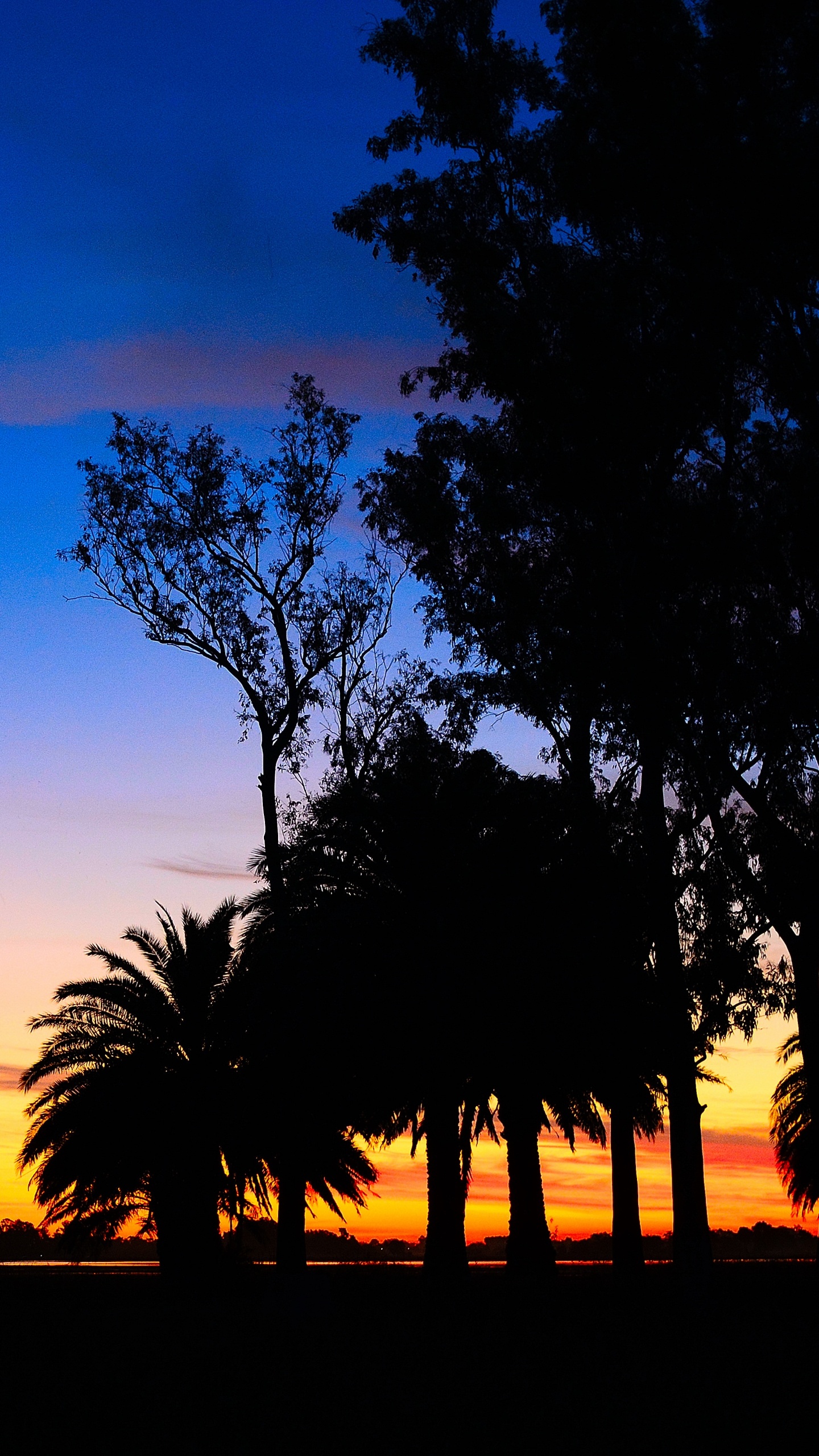 Обои закат, дерево, природа, сумрак, Пальма в разрешении 1440x2560
