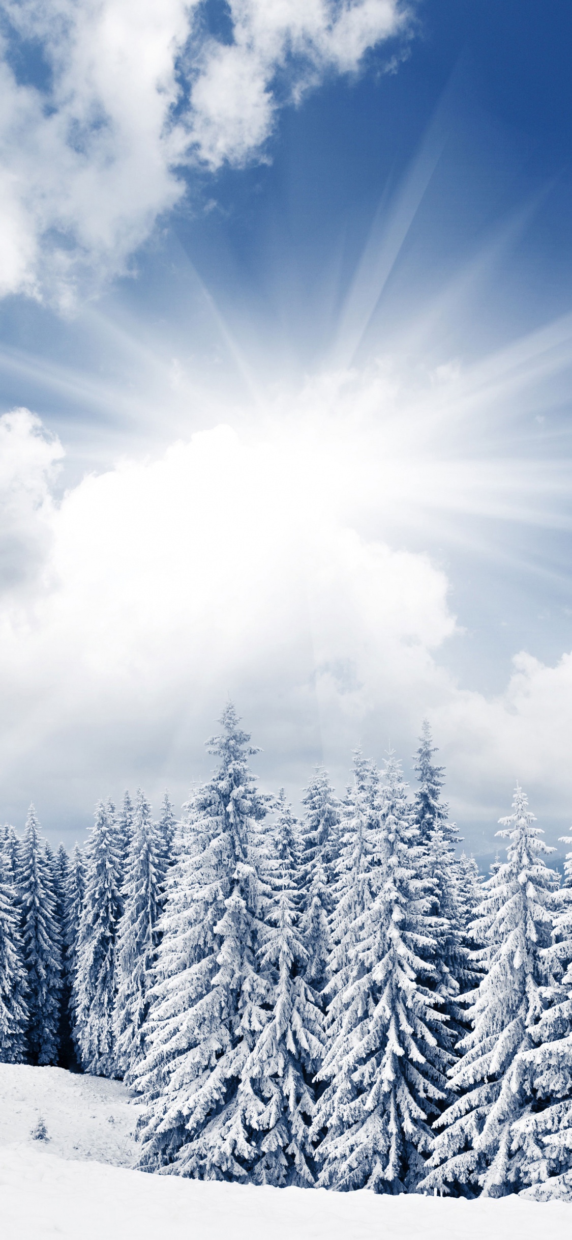 Обои яркий зимний день, зима, снег, дневное время, дерево в разрешении 1125x2436