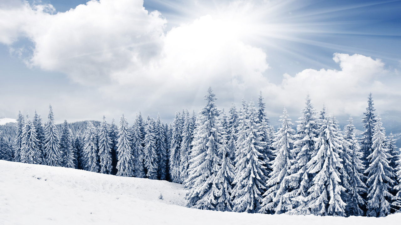 Обои яркий зимний день, зима, снег, дневное время, дерево в разрешении 1280x720