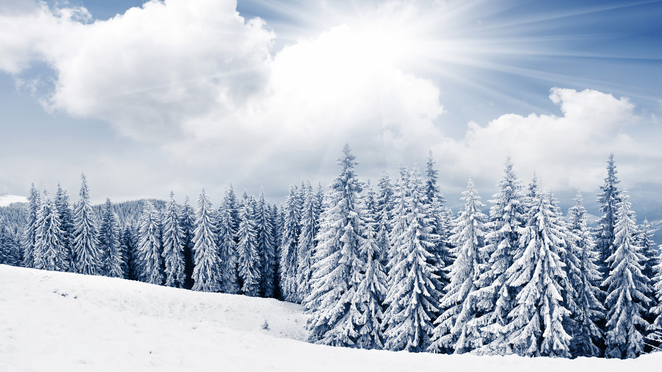 Обои яркий зимний день, зима, снег, дневное время, дерево в разрешении 2560x1440