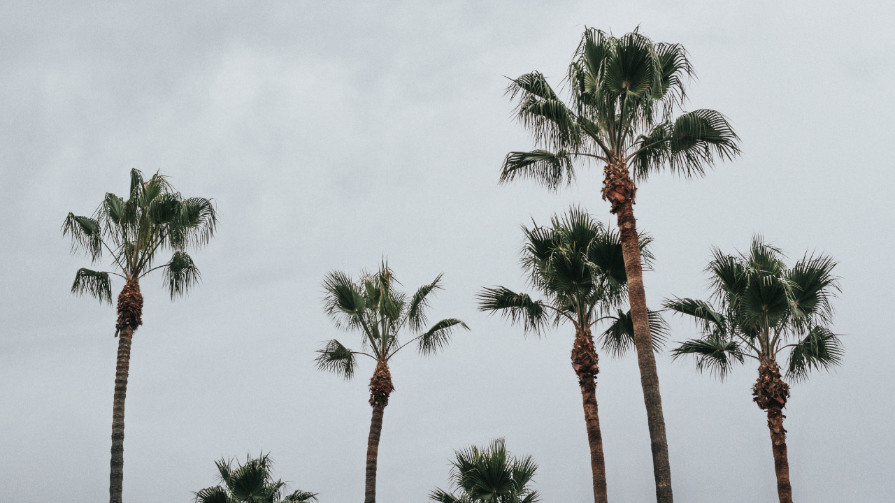 Обои пальмовые рощи, дерево, Пальма, растительность, древесные растения в разрешении 1280x720