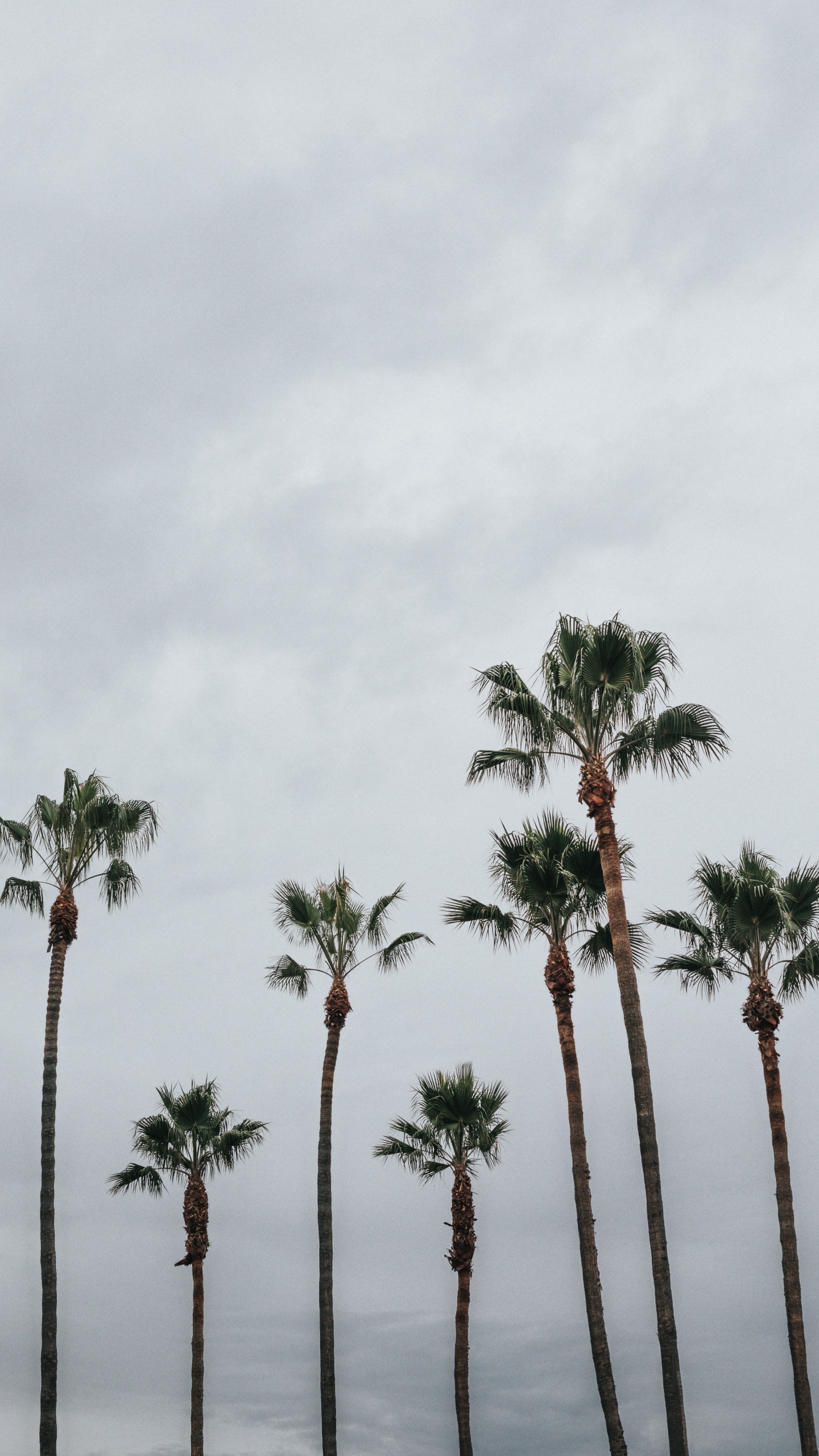 Обои пальмовые рощи, дерево, Пальма, растительность, древесные растения в разрешении 1440x2560