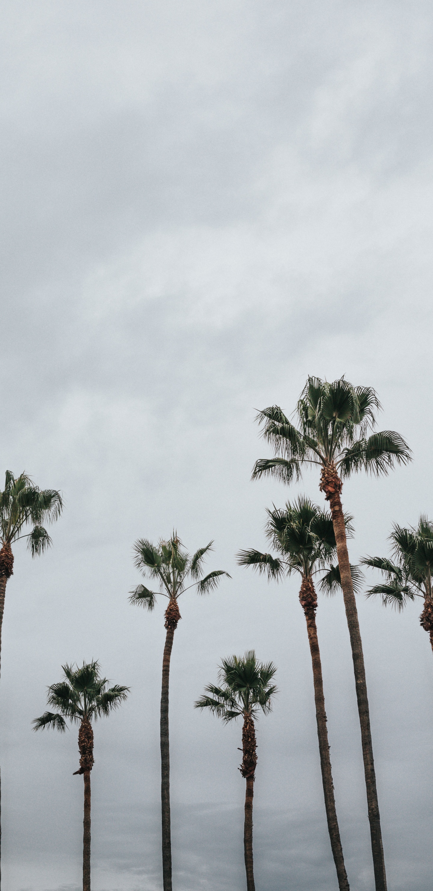 Обои пальмовые рощи, дерево, Пальма, растительность, древесные растения в разрешении 1440x2960