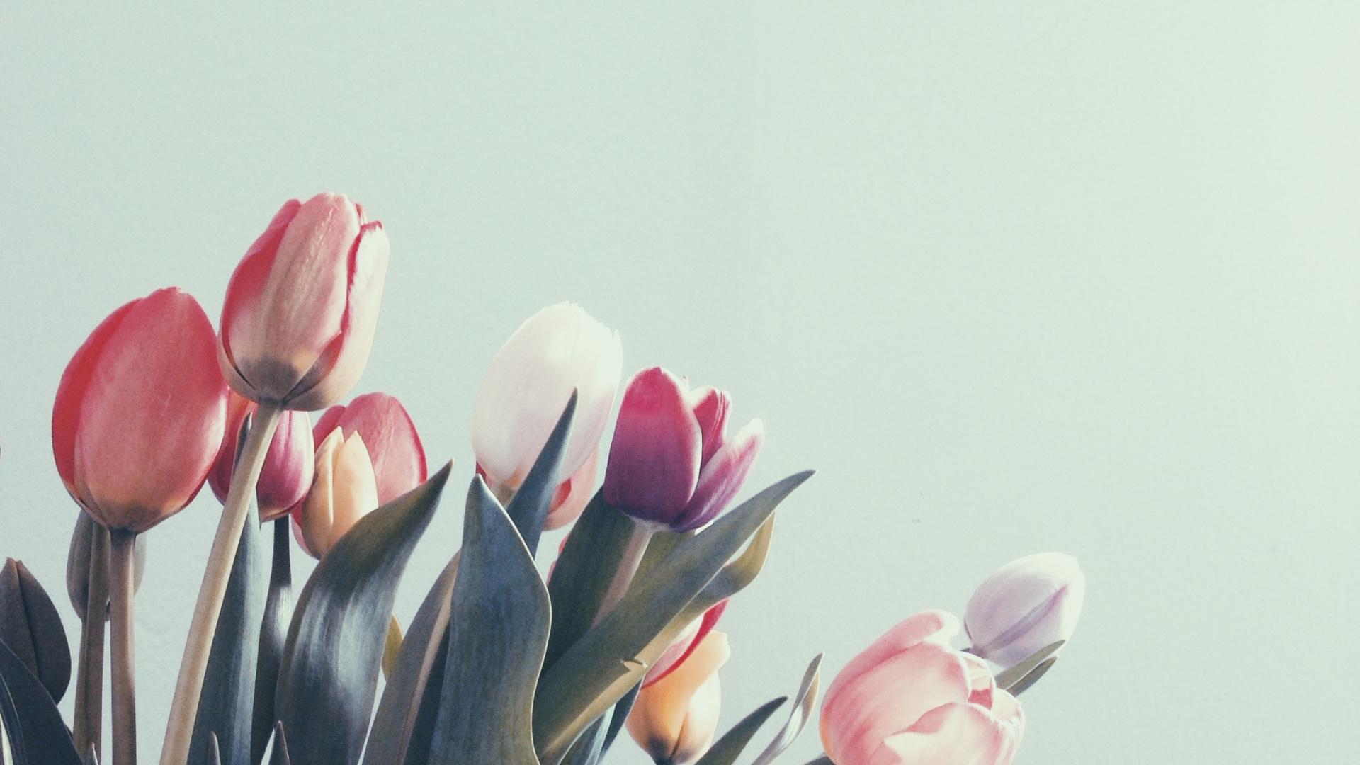 Обои Тюльпан, тюльпаны, национальный парк Тейде, цветок, растение в разрешении 1920x1080