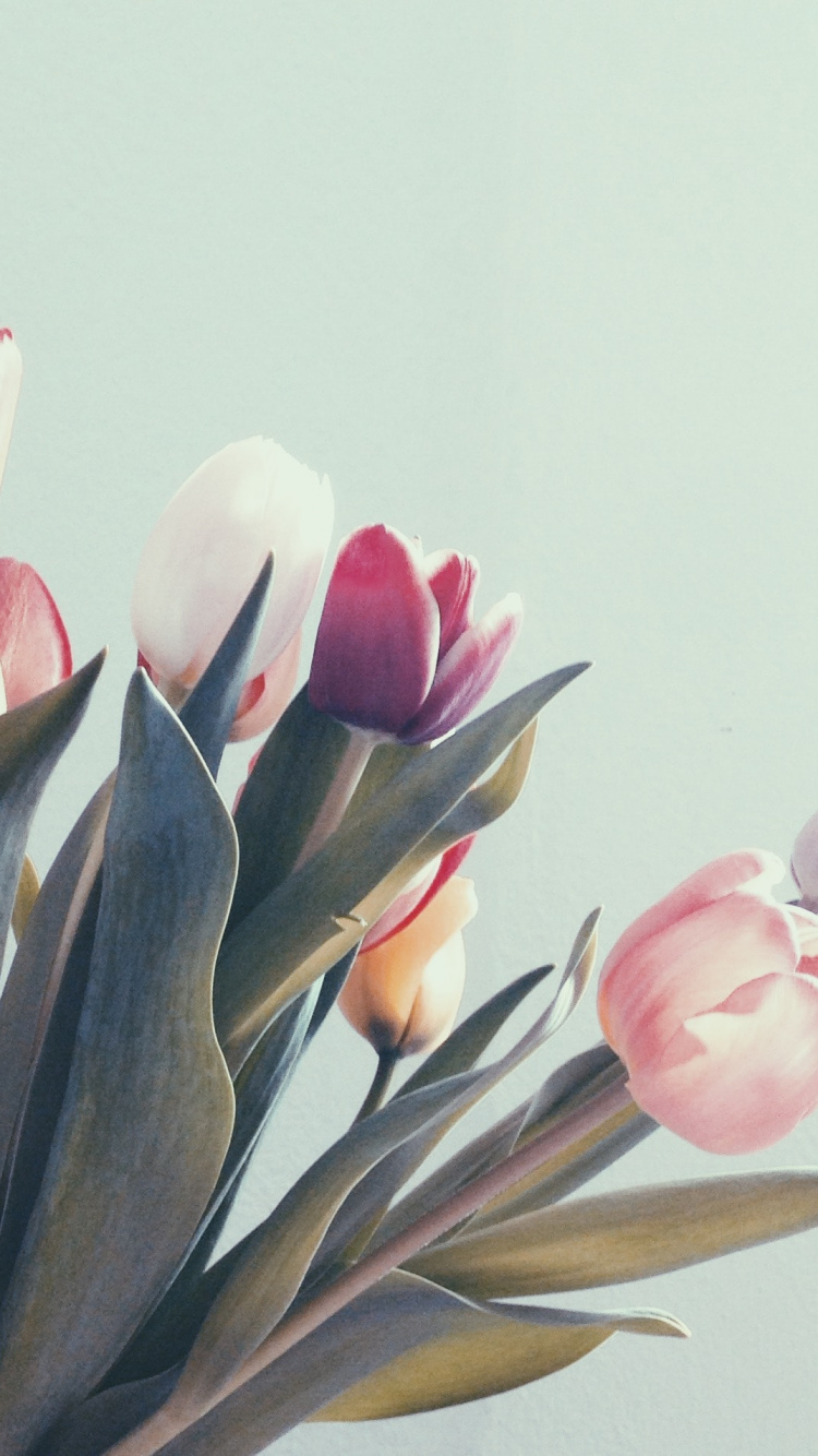 Обои Тюльпан, тюльпаны, национальный парк Тейде, цветок, растение в разрешении 750x1334