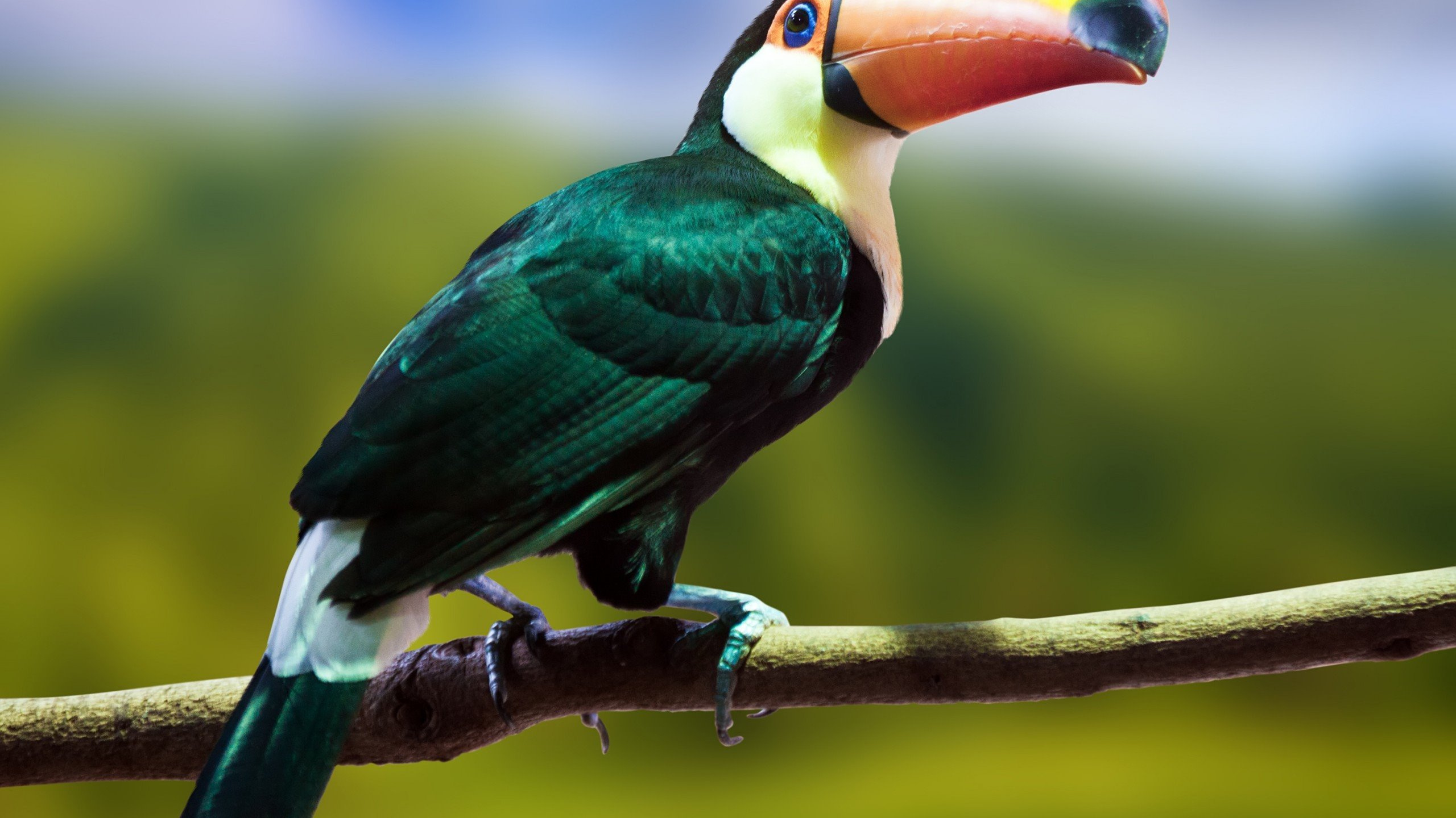 Обои клюв, птица, тукан, дятлообразных, попугай в разрешении 2560x1440