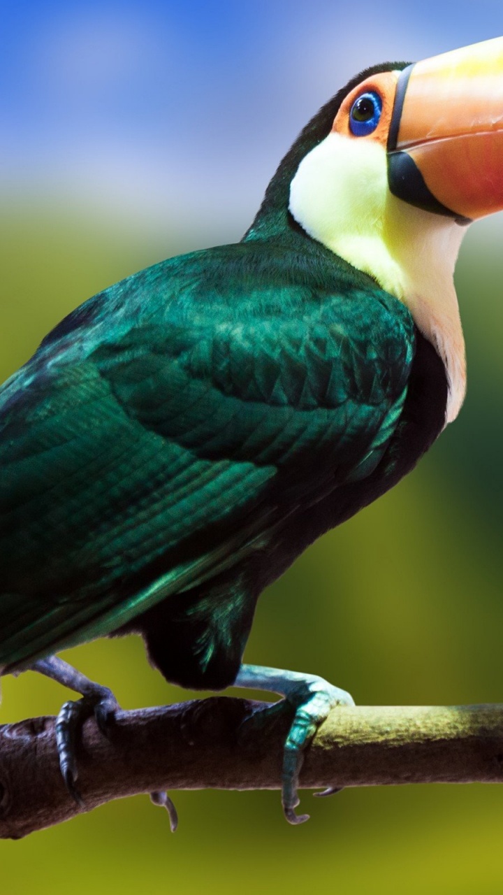 Обои клюв, птица, тукан, дятлообразных, попугай в разрешении 720x1280