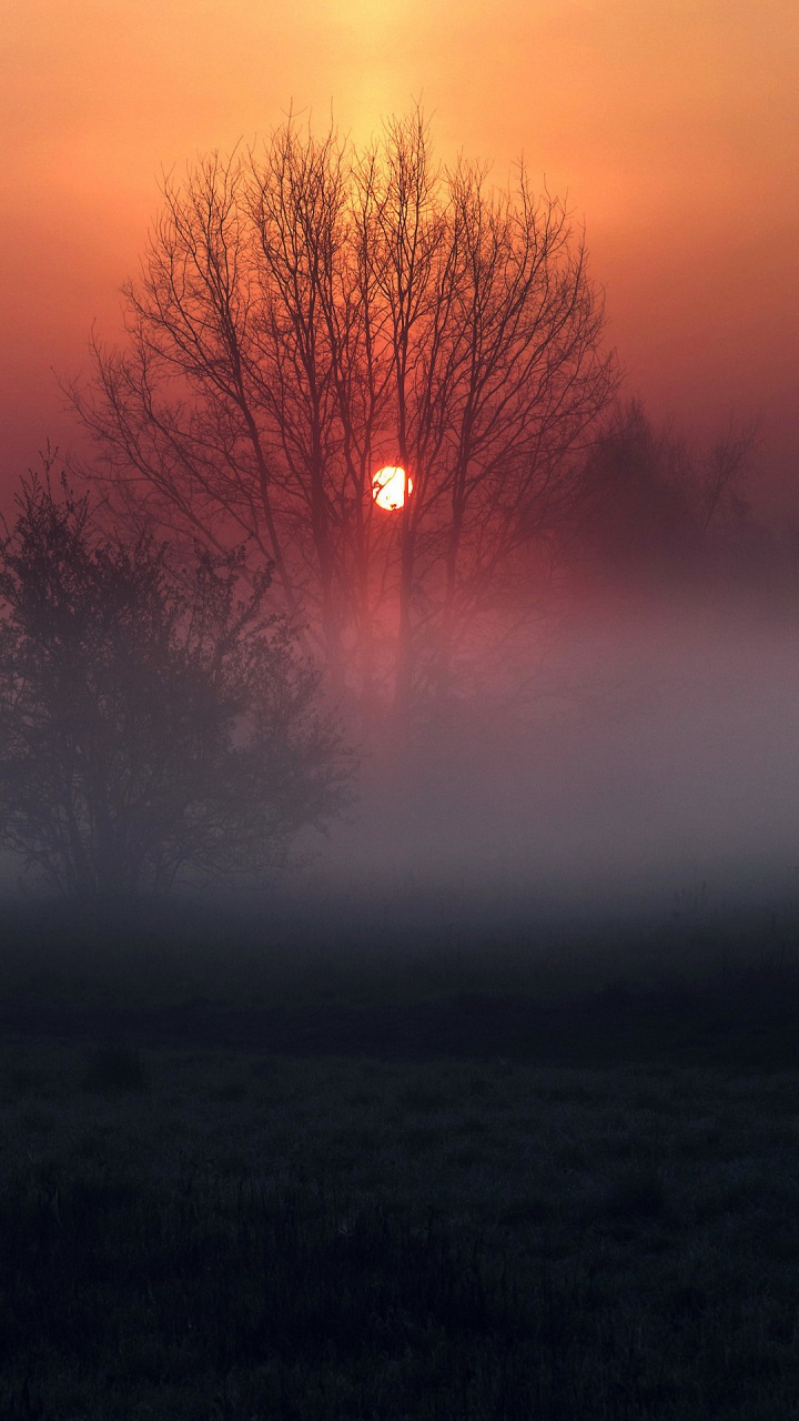 Обои атмосфера, облако, растение, экорегион, природный ландшафт в разрешении 720x1280