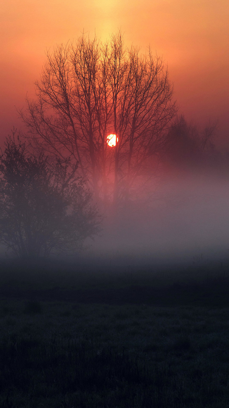 Обои атмосфера, облако, растение, экорегион, природный ландшафт в разрешении 750x1334